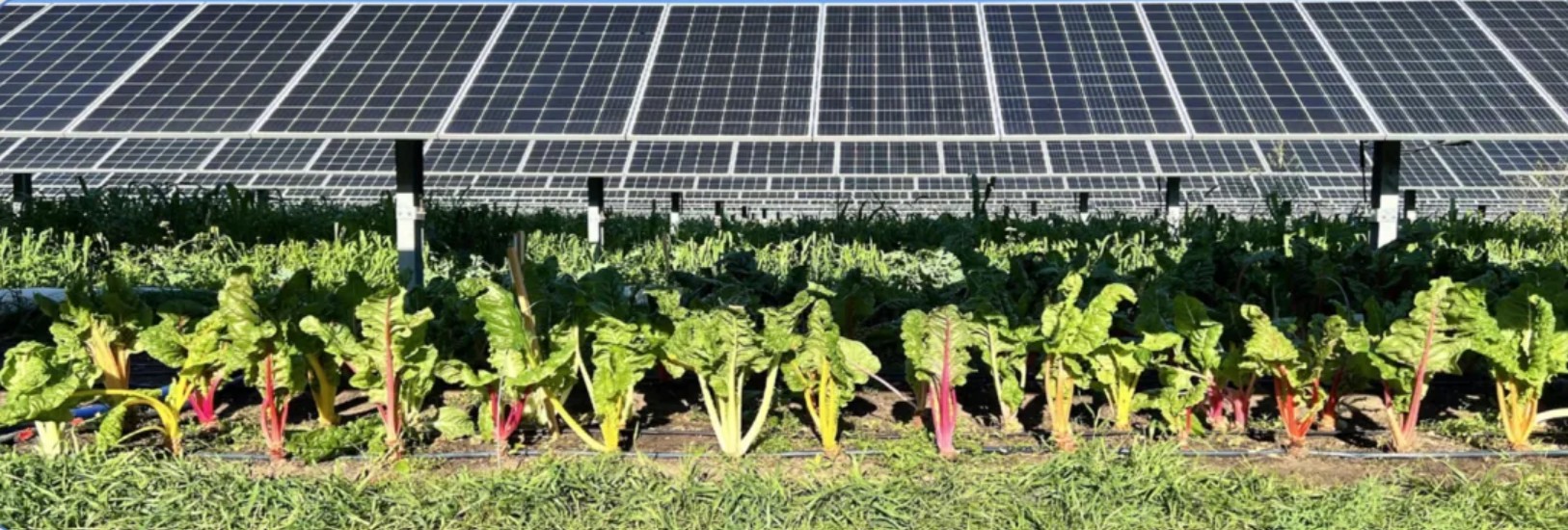 Agrivoltaic solar panels over a field of crops at the University of Arizona